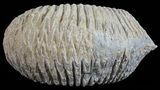 Cretaceous Fossil Oyster (Rastellum) - Madagascar #54451-1